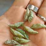 Crisalidi di P. Brassicae - Foto I. Grassi